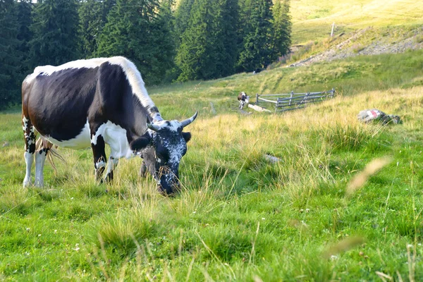 Cows grazing on a green meadow