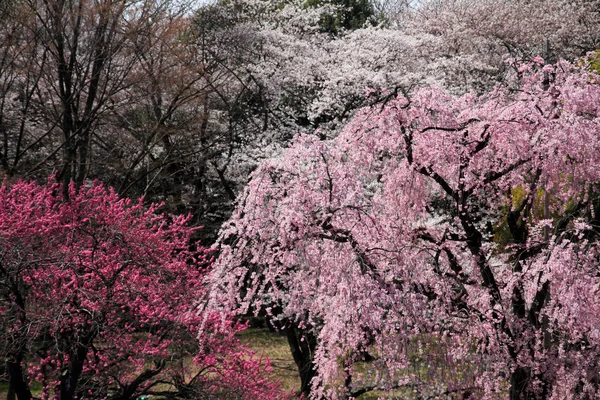 Beautiful cherry blossoms in early spring of Japan