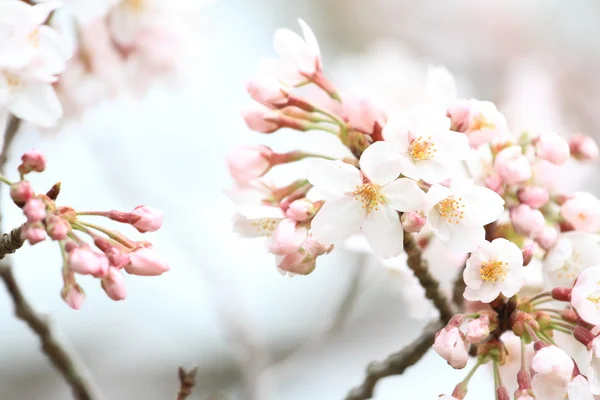 Beautiful cherry blossoms in early spring of Japan