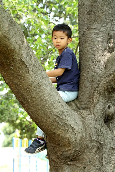 Japanese boy climbing the tree (first grade at elementary school)