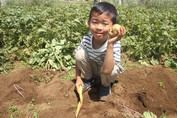 Japanese boy digging potato (first grade at elementary school)