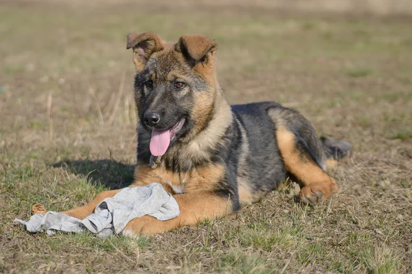 German Shepherd puppy tore off a piece of clothing