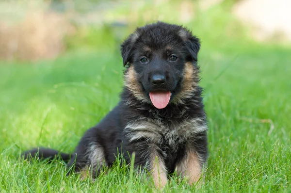 German Shepherd puppy on the grass