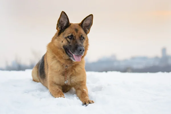 German Shepherd dog lying in the snow