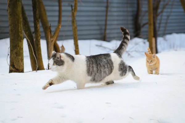 Cat and Kitten Running in the Snow