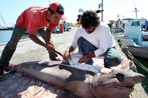 Fisherman with shark