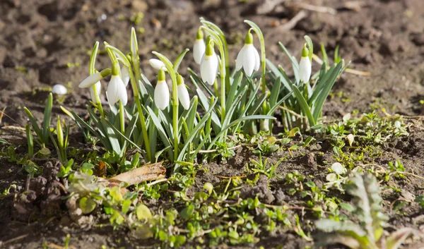 Delicate Snowdrop flower