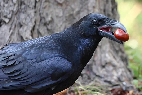 Raven with chestnuts in the mouth