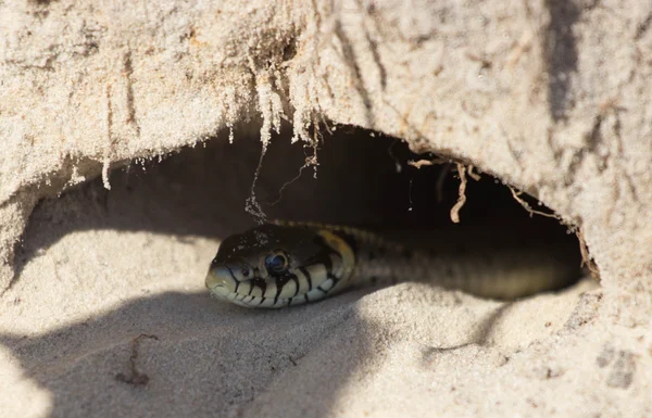 Snake in a hole