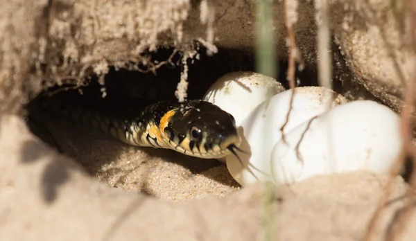 Snake eggs in a hole
