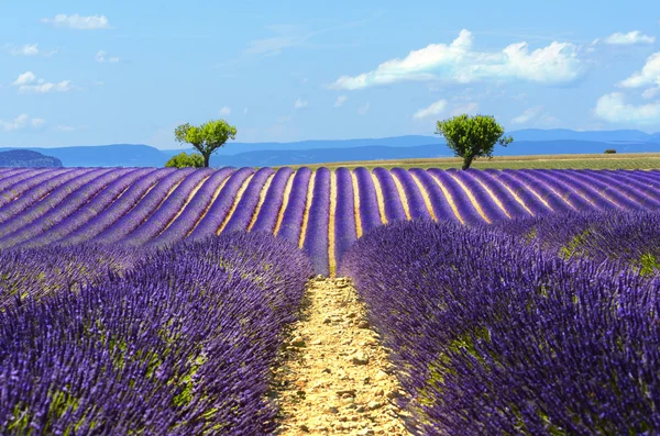 Landscape and lavender field, France