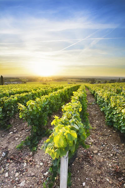 Sun is rising over vineyards of Beaujolais, France