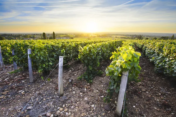 Sun is rising over vineyards of Beaujolais, France