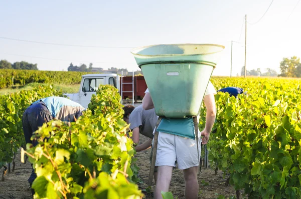 Workers in vineyards, France