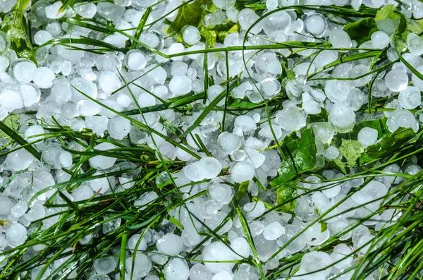 Hail ice balls in grass after a heavy rain