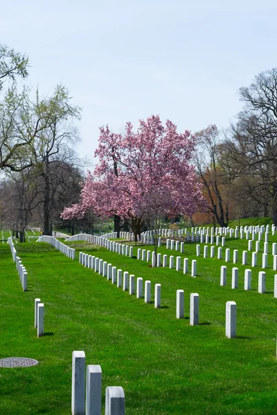 Cherry blossom at the Arlington Cemetery