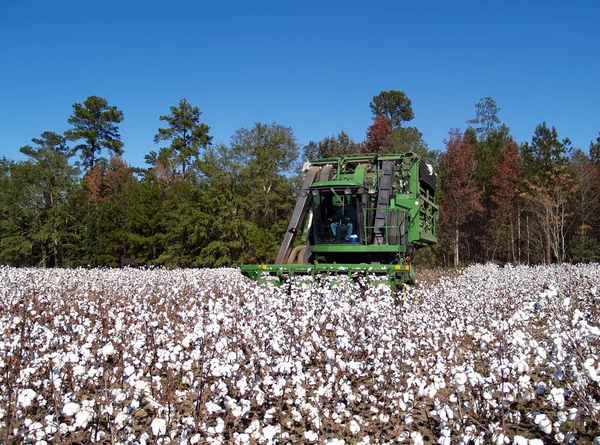 A cotton picker following the rows and picking cotton.