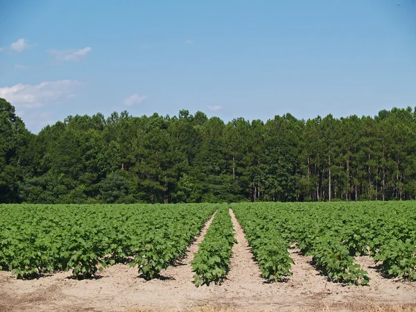 A field of young immature green cotton plants in south Georgia, USA.