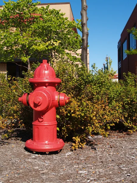Red fire hydrant on bark ground cover, next to a shopping center in front of a bush that is starting to show fall colors.