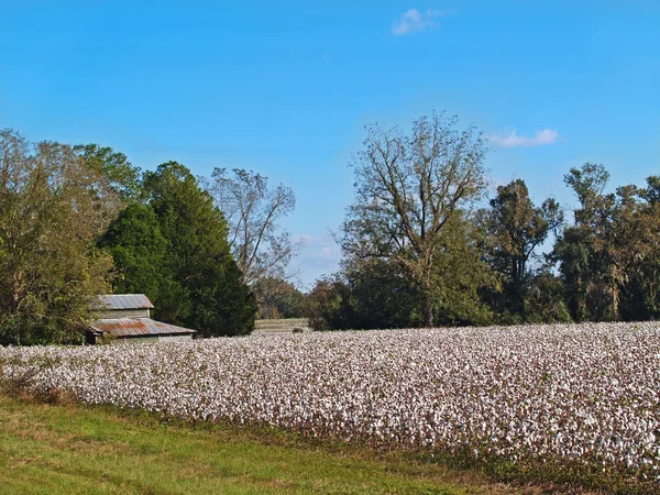 Old barn behind a fully ripe cotton field in south Georgia.