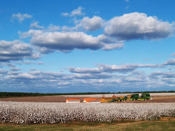 Country panorama of cotton fields at harvest time in south Georgia, USA underneath a cloudy blue sky.