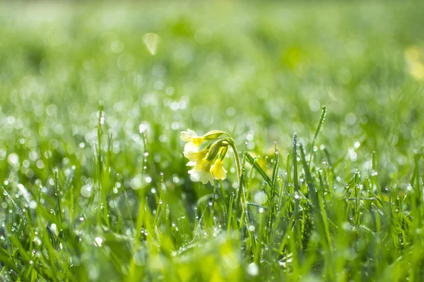 Primrose and fresh morning dew