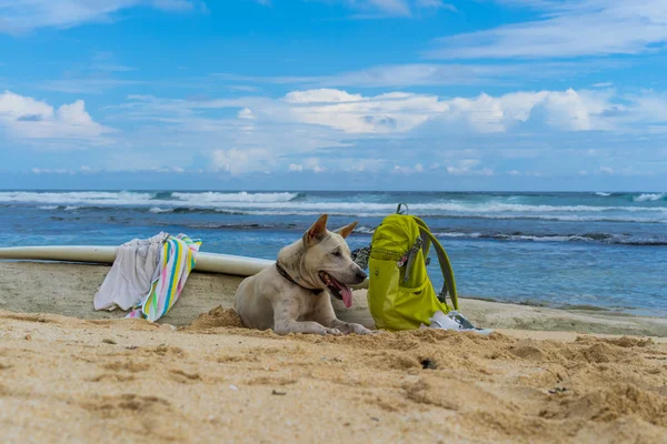 white dog lying on the sand by the ocean.