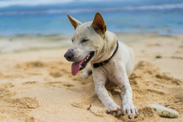 White dog lying on the sand by the ocean.