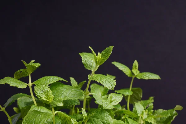 Top of the mint plant