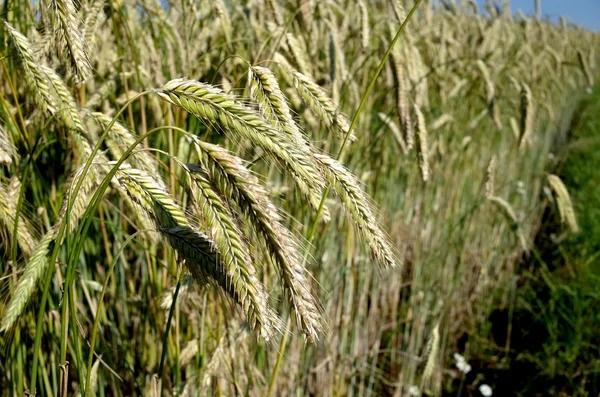 Rye  Closeup of ears of corn in a danish Rye field