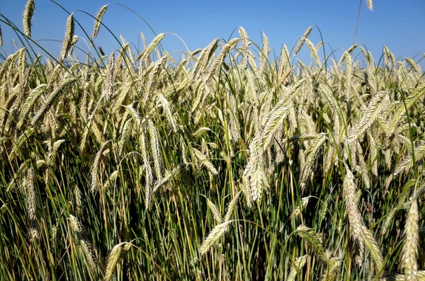 Rye  Closeup of ears of corn in a danish Rye field