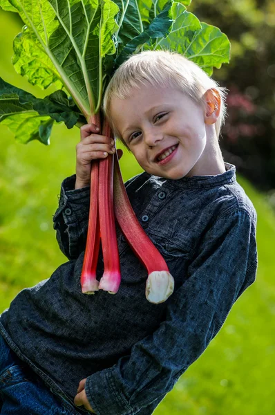 One little preschool boy who have Harvest one great bunch of rhubarbs in the garden on a sunny spring day.