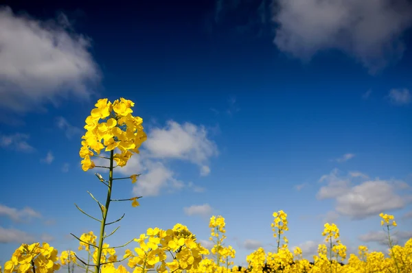 Canola field, Rape field