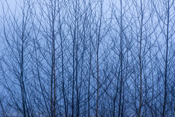 Birch tree branches