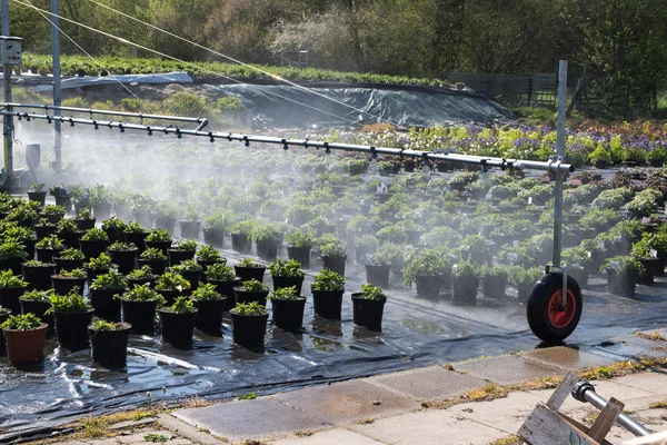 Irrigation system used for watering the potted plants in a market garden