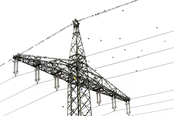 High voltage power pylon with many common starlings (Sturnus vulgaris)