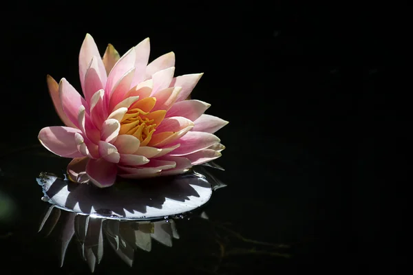 Pink water lily (Nymphaea Peachglow) with leaf and reflection on the dark lake