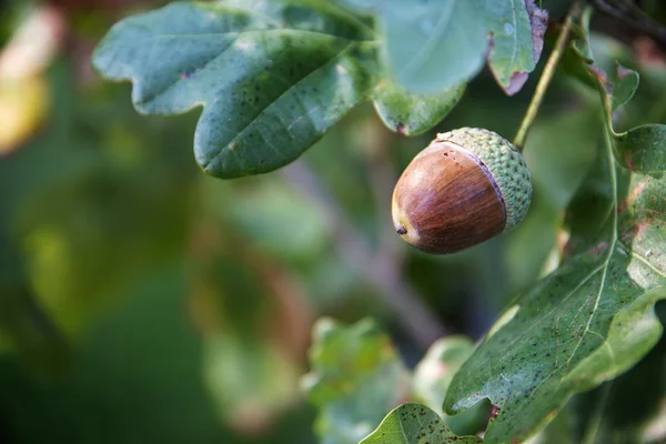 Acorn fruit between the leaves on the oak tree in the forest, blurred background with copy cpace