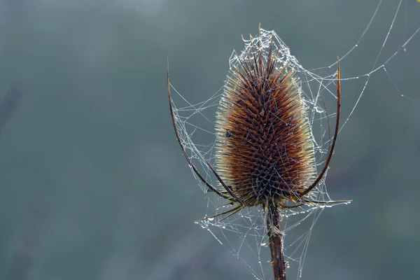 Wild teasel head with spider webs and dew drops, copy space in t