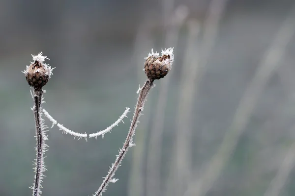 Winter background, dry flower heads covered with hoarfrost