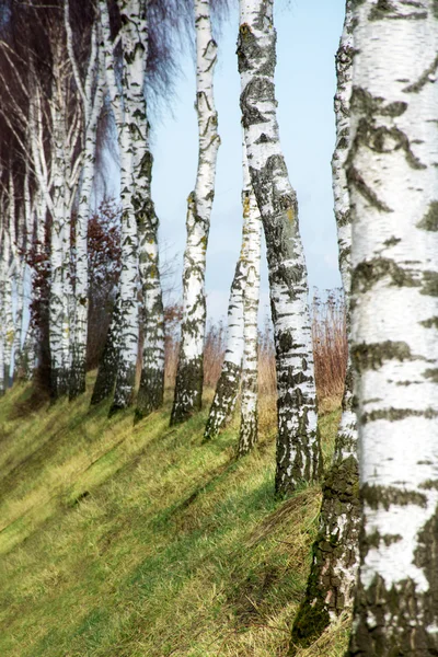 Row of birch trunks on a slope