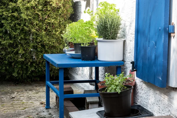 Culinary herbs in plant pots on a blue table