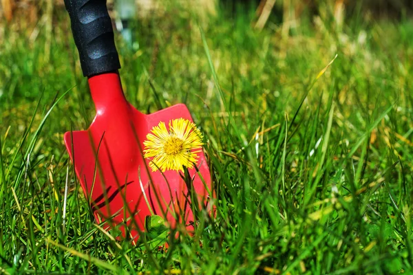 Weeds in the lawn, red garden shovel behind coltsfoot in the gra