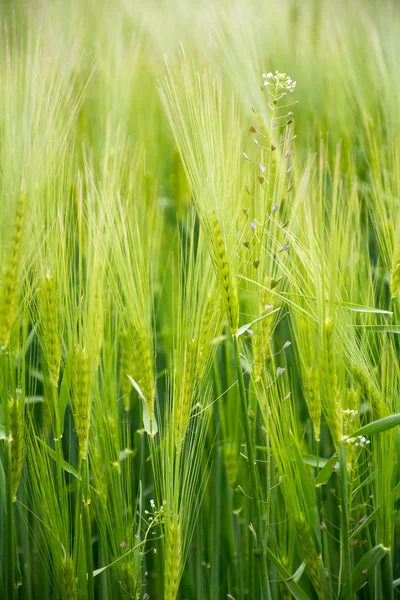 Nature background, green barley field