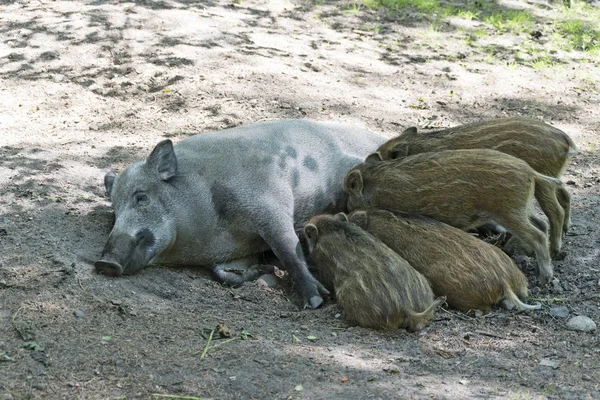 Wild boar family, sus scrofa, mother and piglets suckling