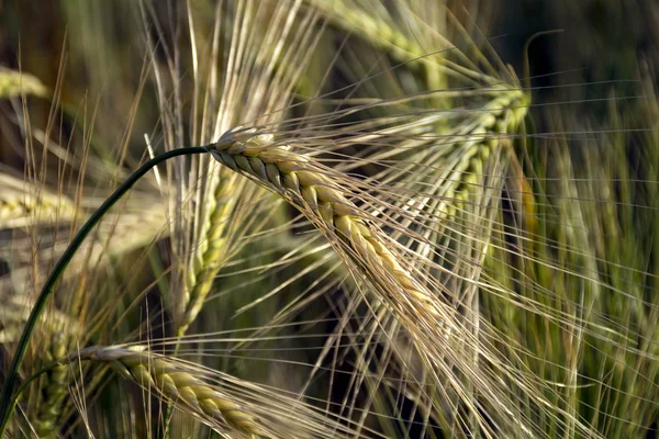 Ears of barley with long awns in a field