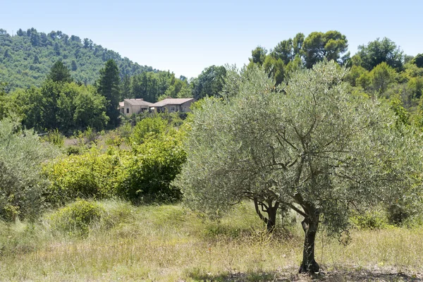 Rural landscape in Provence with olive treeand cottage, south of