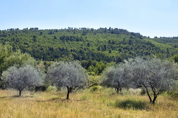 Meadow with olive trees in Provence, south of France, Luberon re
