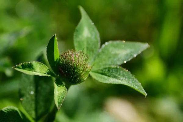 Clover bud with sparkling dew drops