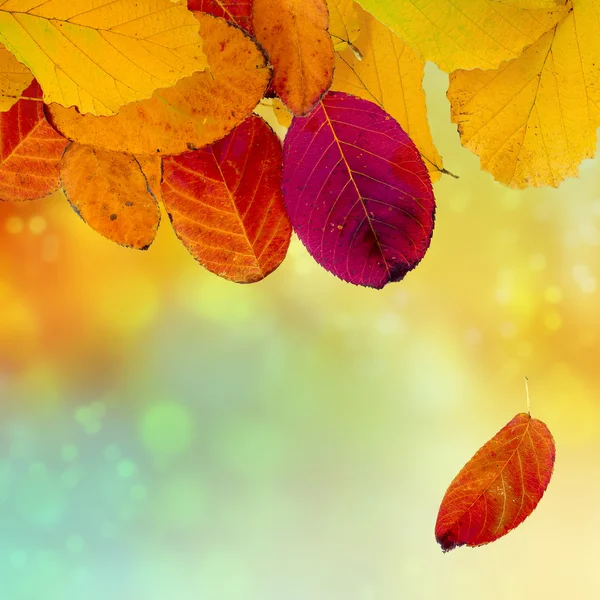 Autumn background with colorful leaves, copy space